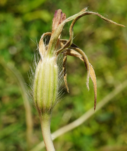 kúkoľ poľný (Agrostemma githago)