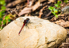 Diplacodes melanopsis