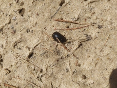 Hydrochara caraboides