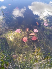 Nymphaea