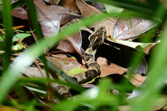 Xenodon rabdocephalus