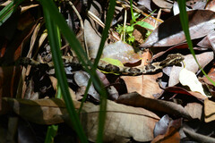 Xenodon rabdocephalus
