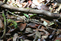 Xenodon rabdocephalus