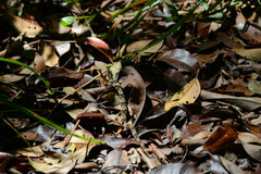 Xenodon rabdocephalus