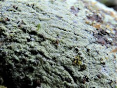 Chrysothrix chlorina