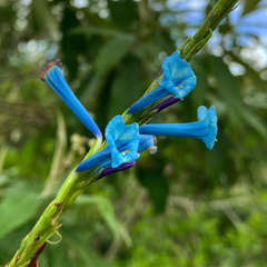 Stachytarpheta quadrangula