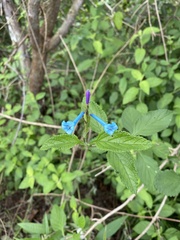 Stachytarpheta quadrangula