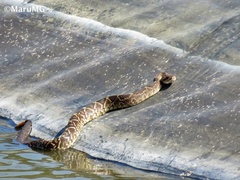 Crotalus molossus nigrescens