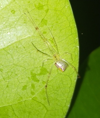 Thwaitesia nigronodosa