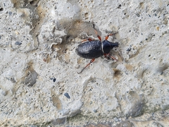 Cylydrorhinus