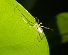 Thwaitesia nigronodosa