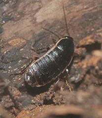 Loboptera decipiens