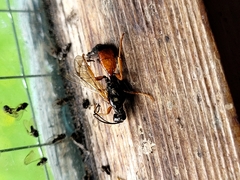 Degithina