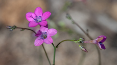 Saltugilia splendens
