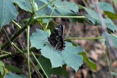 Morpho helenor montezuma