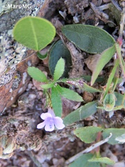 Loeselia coerulea