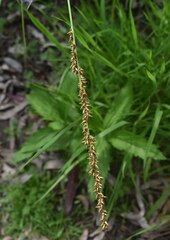 Carex appressa