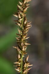 Carex appressa