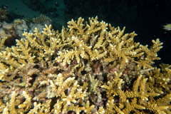 Acropora hemprichii