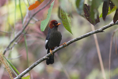 Pterorhinus treacheri