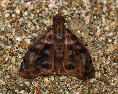 Ebrietas anacreon