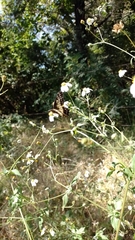 Catasticta nimbice