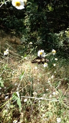 Catasticta nimbice
