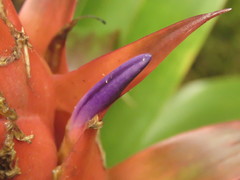 Tillandsia imperialis
