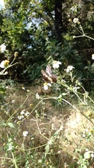 Catasticta nimbice