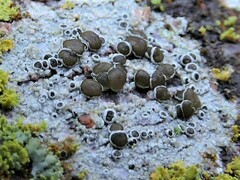 Lecanora hybocarpa