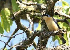 Pipraeidea melanonota