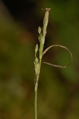 Carex leptonervia