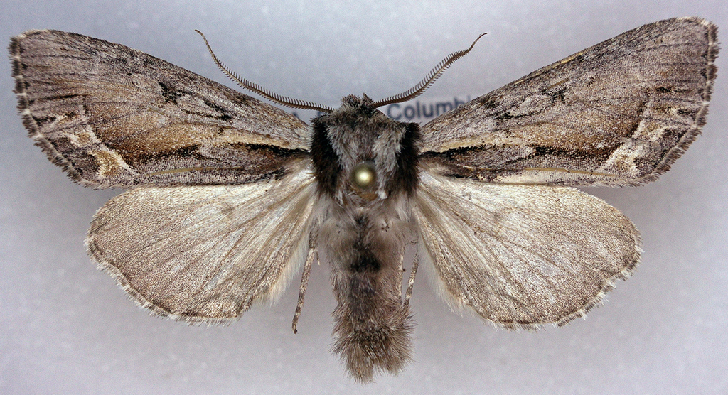 Hyppa brunneicrista