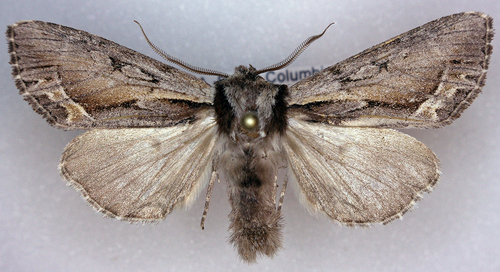 Hyppa brunneicrista