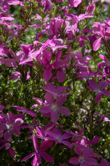 Linanthus californicus