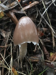 Psathyrella