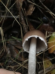 Psathyrella