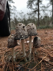 Coprinus comatus