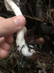 Psathyrella