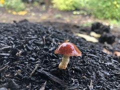 Limacella