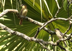 Pachyramphus validus