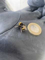 Bombus terrestris