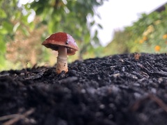 Limacella