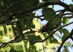 Tangara cyanocephala