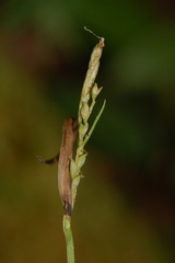 Carex leptonervia