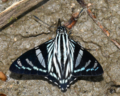 Phocides vulcanides