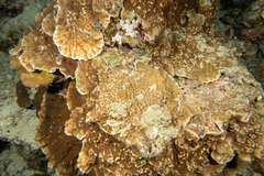 Leptoseris yabei