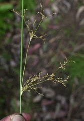 Juncus aridicola
