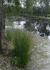 Juncus aridicola