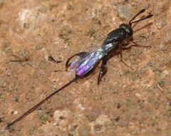 Podagrion